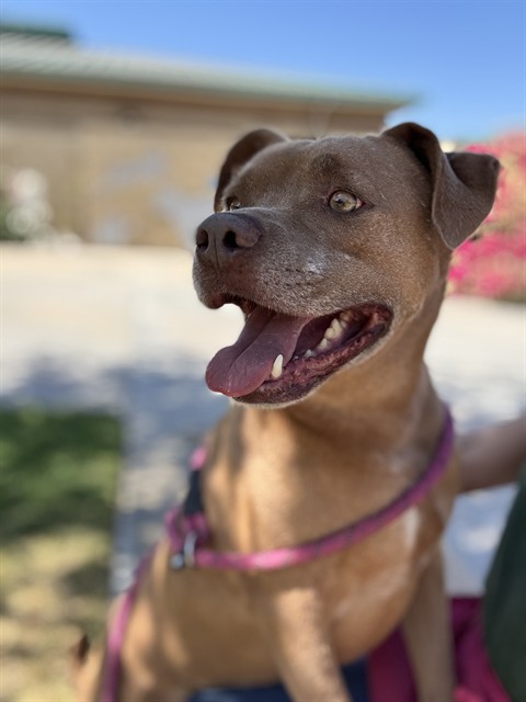 Other Photos of thie Dog