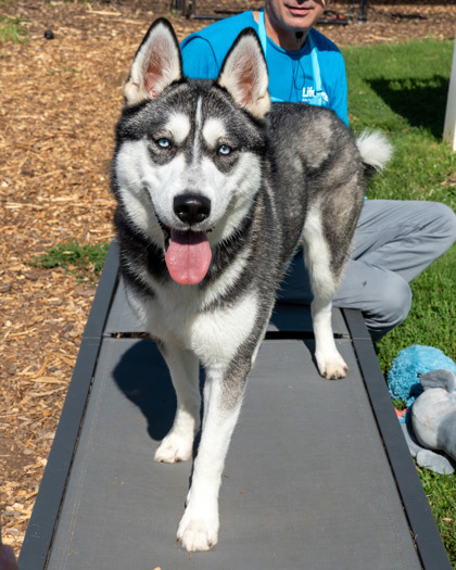Greater Flamingo, a Siberian Husky, available for adoption