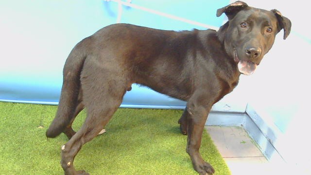 A5802656, a Labrador Retriever, available for adoption