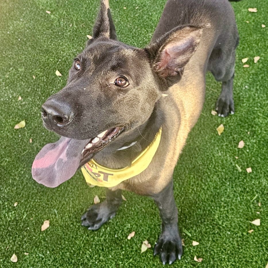 Bazooka Joe, a Labrador Retriever, available for adoption