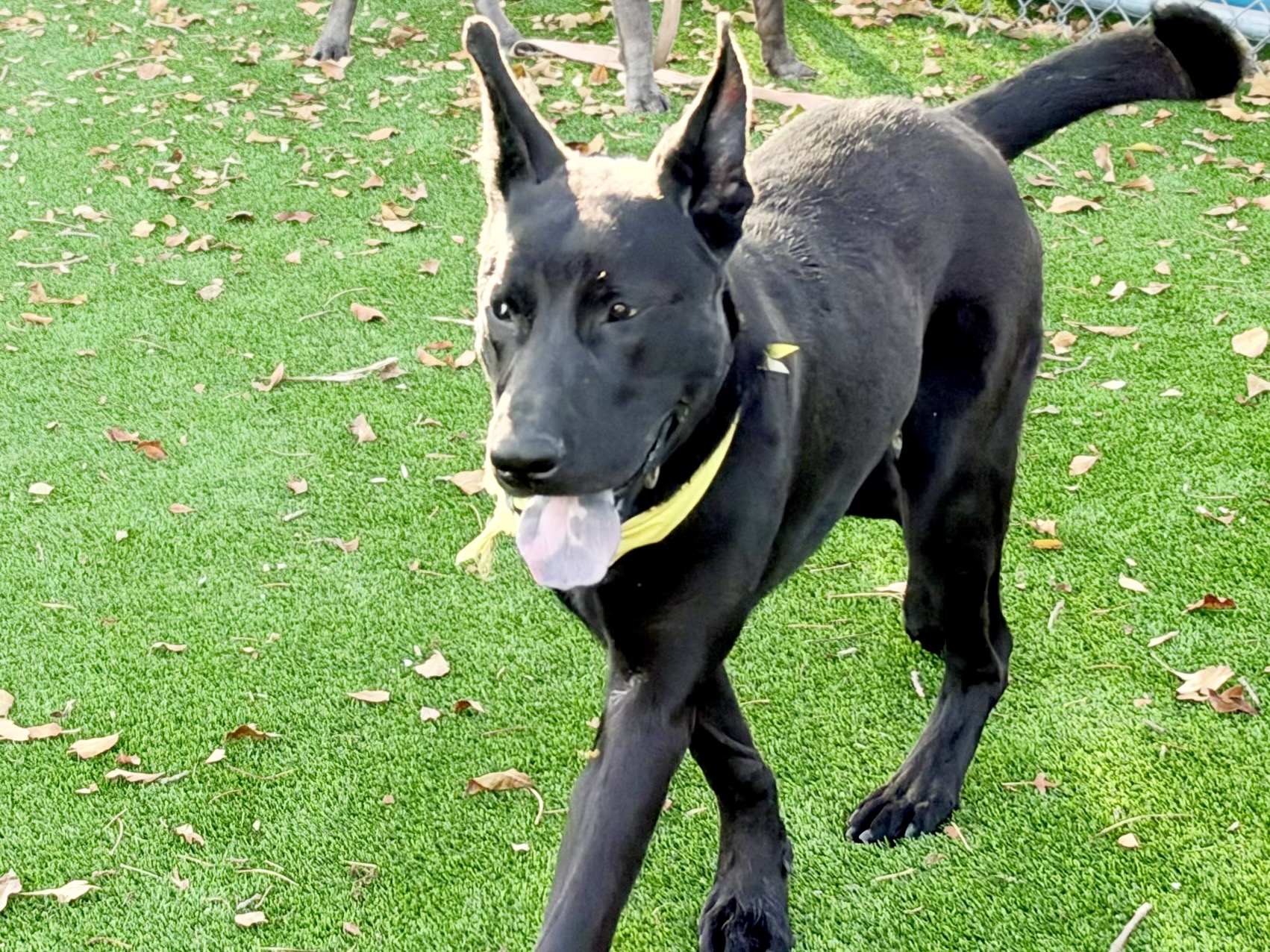 Bazooka Joe, a Labrador Retriever, available for adoption