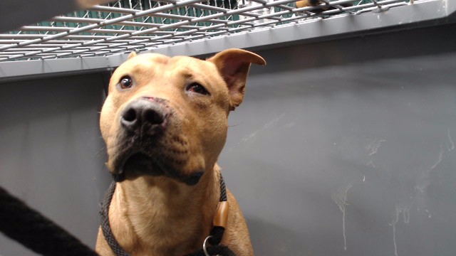Andy, a Bullmastiff, available for adoption