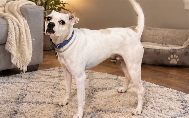Dallas, a Jack Russell Terrier, available for adoption