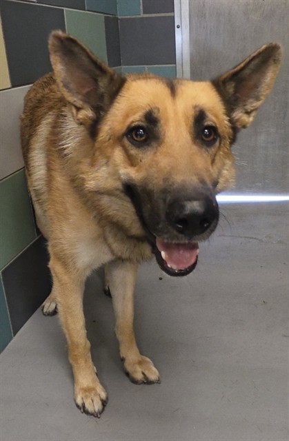 Travis, a German Shepherd (mix breed), available for adoption