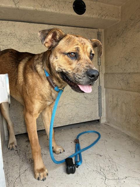 Beans, a Black Mouth Cur (mix breed), available for adoption