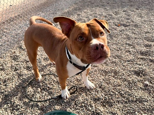 Cesar, a Pit Bull Terrier (mix breed), available for adoption