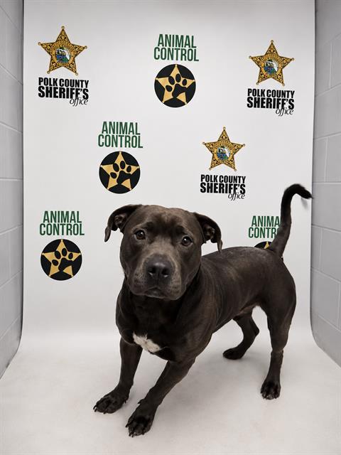 Manman, a American Bulldog (mix breed), available for adoption