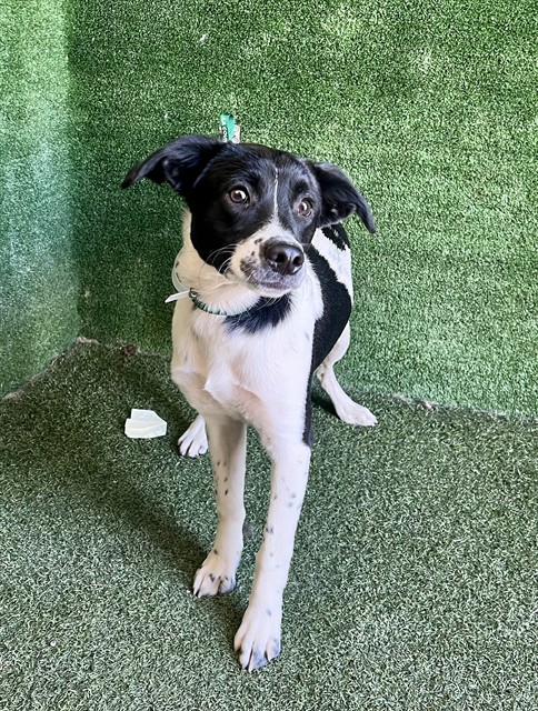 Alvin, a Australian Cattle Dog/Blue Heeler, available for adoption