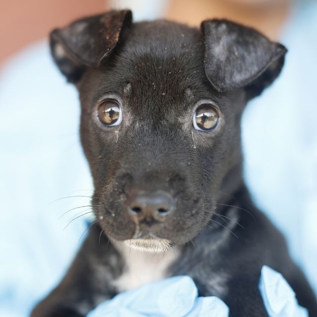 Jenny, a American Staffordshire Terrier (mix breed), available for adoption