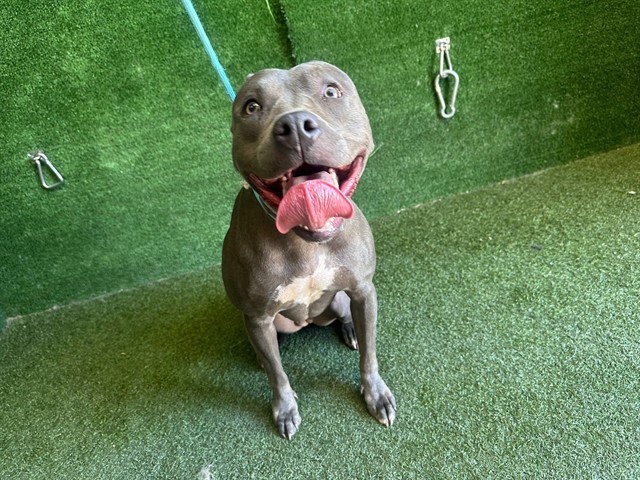 Conchita, a Pit Bull Terrier, available for adoption