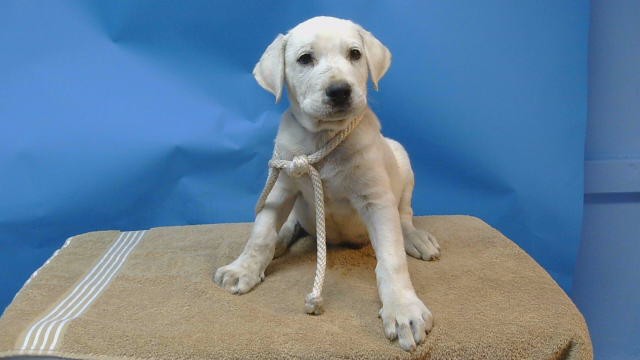 A5805215, a Cattle Dog, available for adoption
