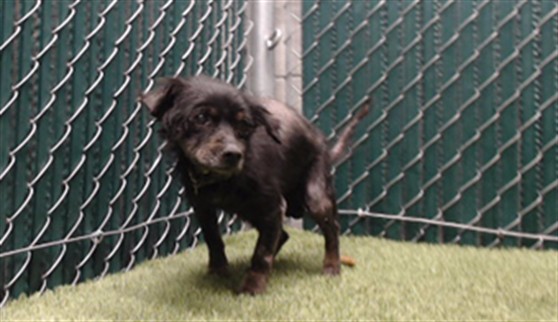 Medina, a Terrier, available for adoption