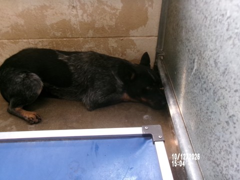 Puff, a Cattle Dog (mix breed), available for adoption