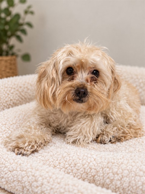 A5806213, a Maltese, available for adoption