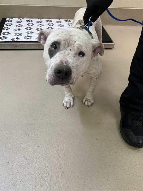 Polly, a Pit Bull Terrier (mix breed), available for adoption