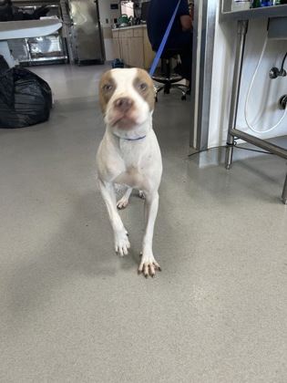 Cole, a Pit Bull Terrier, available for adoption