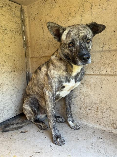 A481723, a Bullmastiff (mix breed), available for adoption