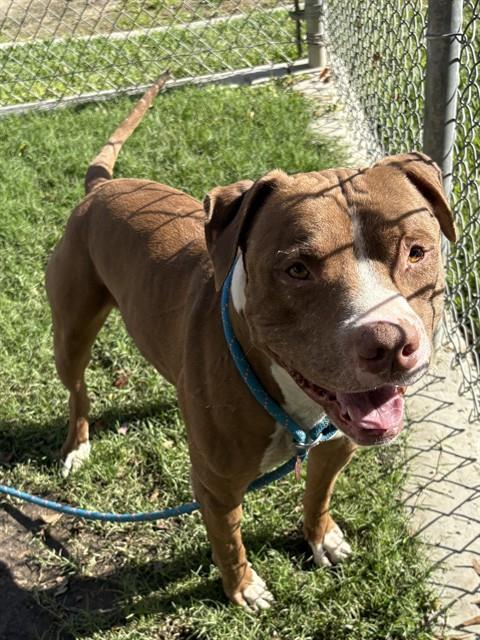 Kong, a Pit Bull Terrier, available for adoption