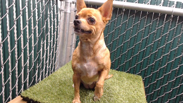Ginger, a Chihuahua, available for adoption