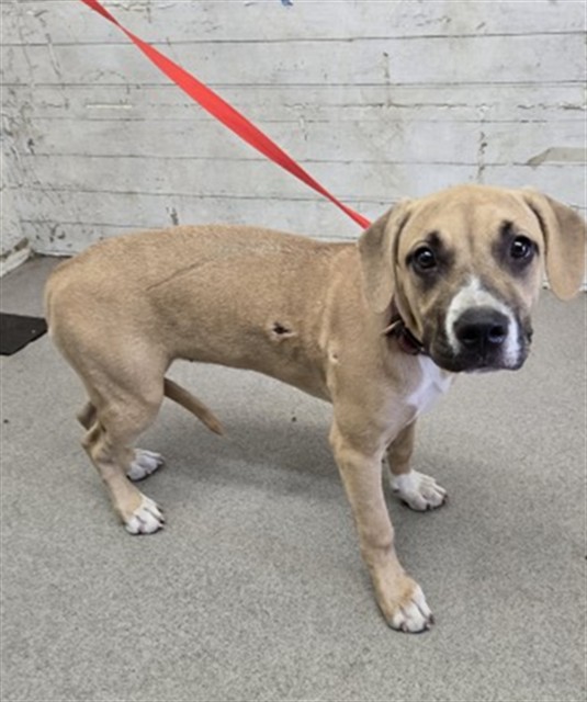 Mango, a Pit Bull Terrier (mix breed), available for adoption