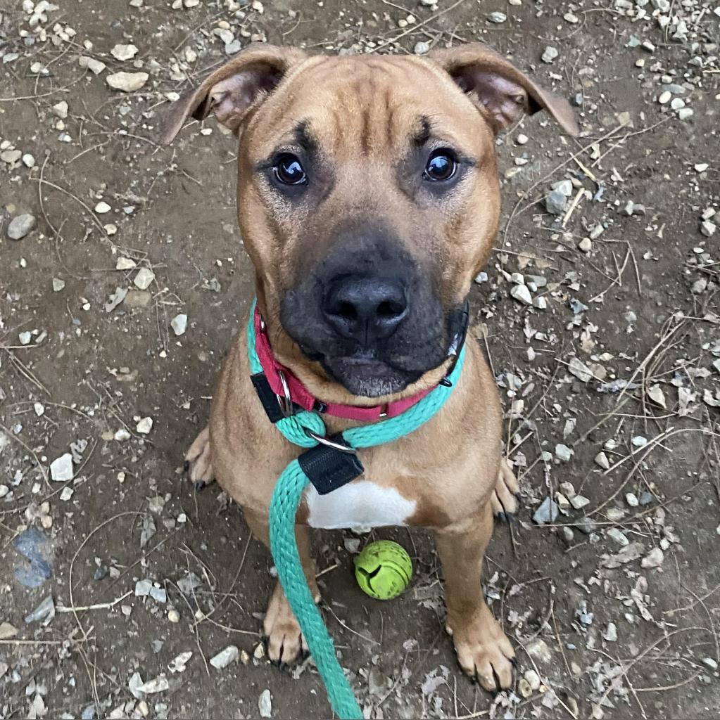 Buddy Boy, a Black Mouth Cur (mix breed), available for adoption