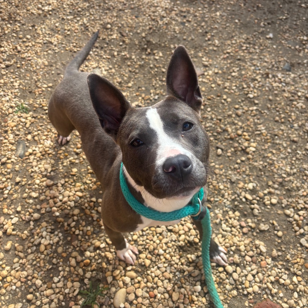 Poka Dot, a Pit Bull Terrier (mix breed), available for adoption