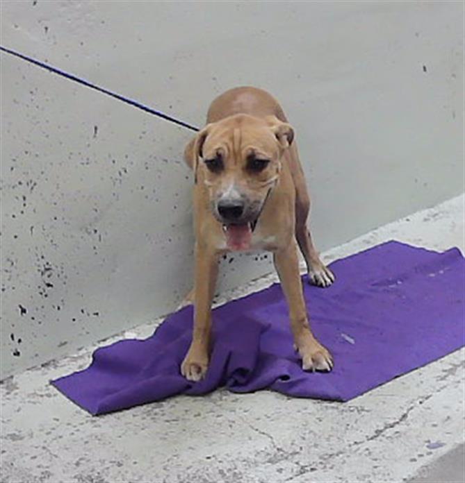 Sophia, a Labrador Retriever (mix breed), available for adoption