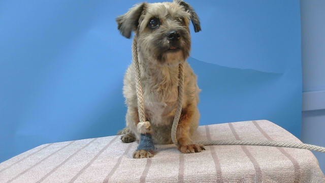 A5807856, a Maltese, available for adoption