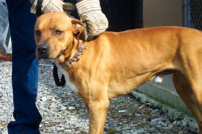 Other Photos of thie Dog