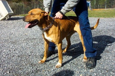 Other Photos of thie Dog