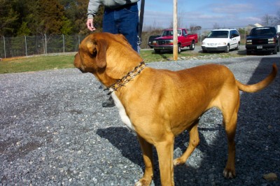 Other Photos of thie Dog