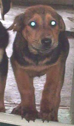 Other Photos of thie Dog