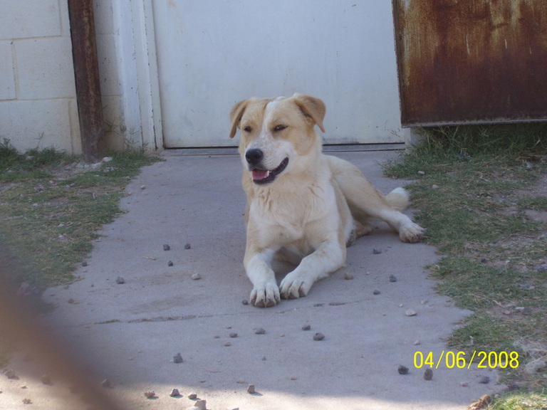 Other Photos of thie Dog