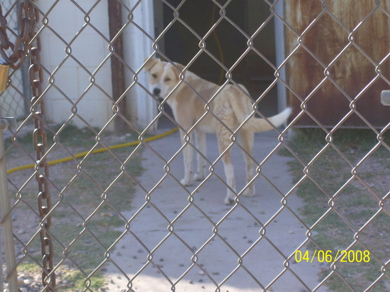 Other Photos of thie Dog