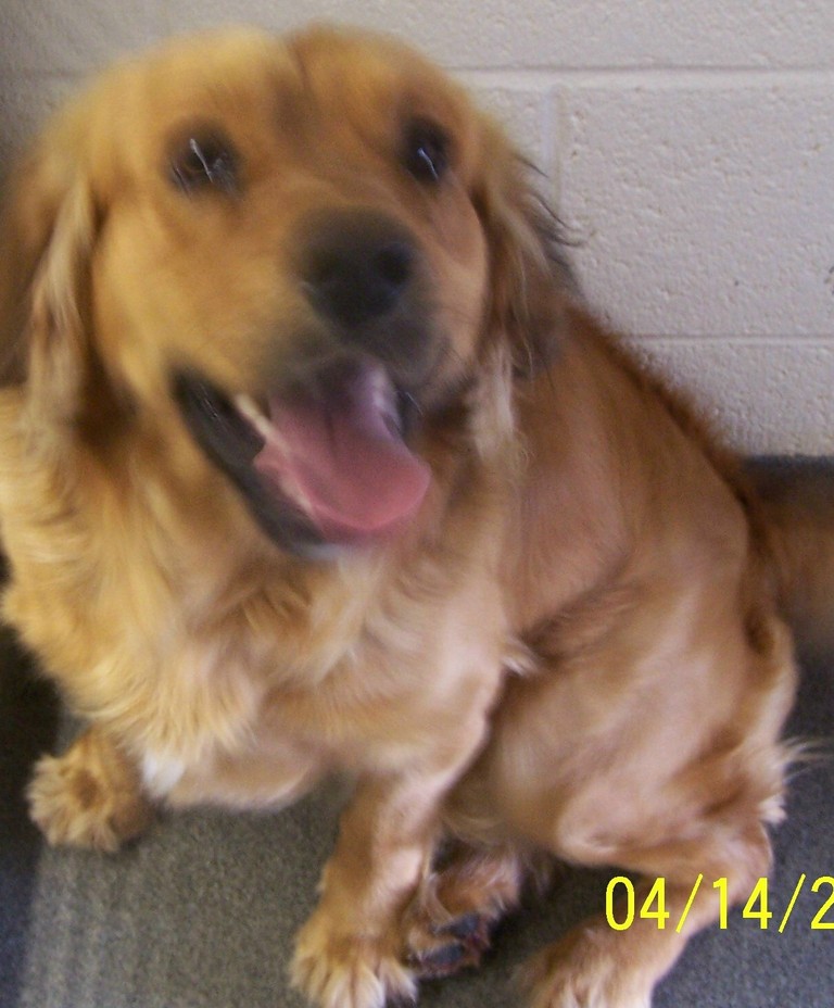 Main Photo of this Dog