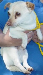 Other Photos of thie Dog