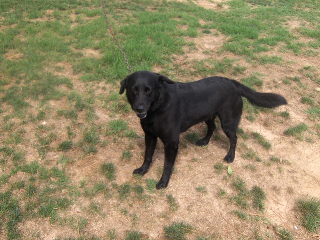 Other Photos of thie Dog
