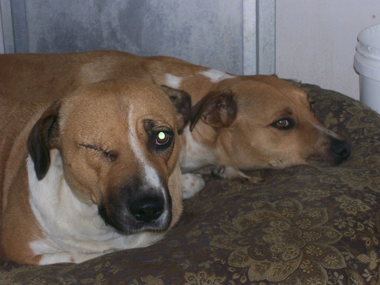 Other Photos of thie Dog