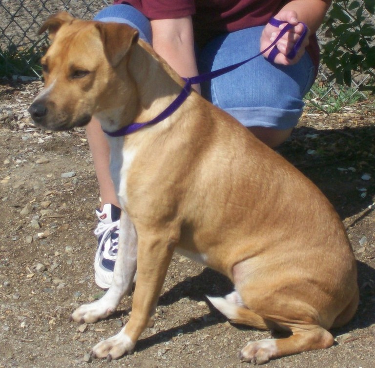 Other Photos of thie Dog