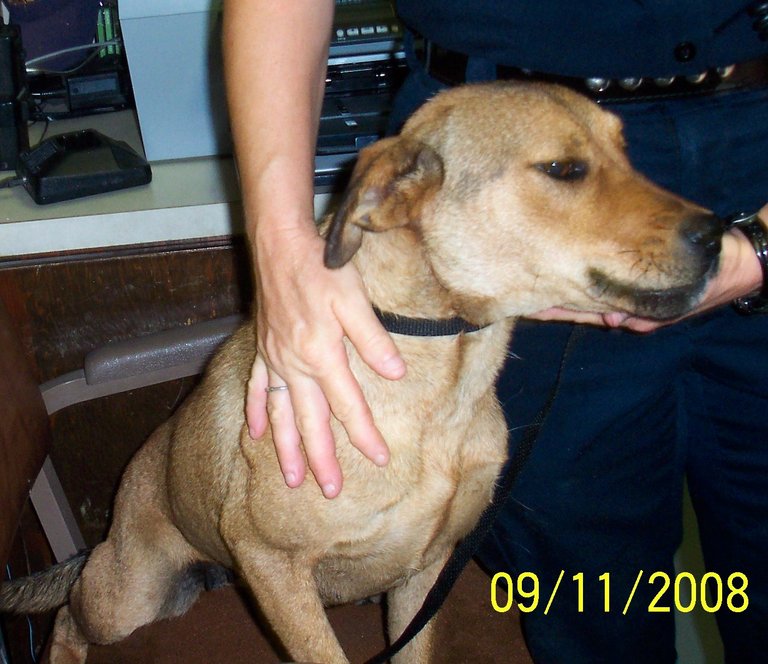 Other Photos of thie Dog