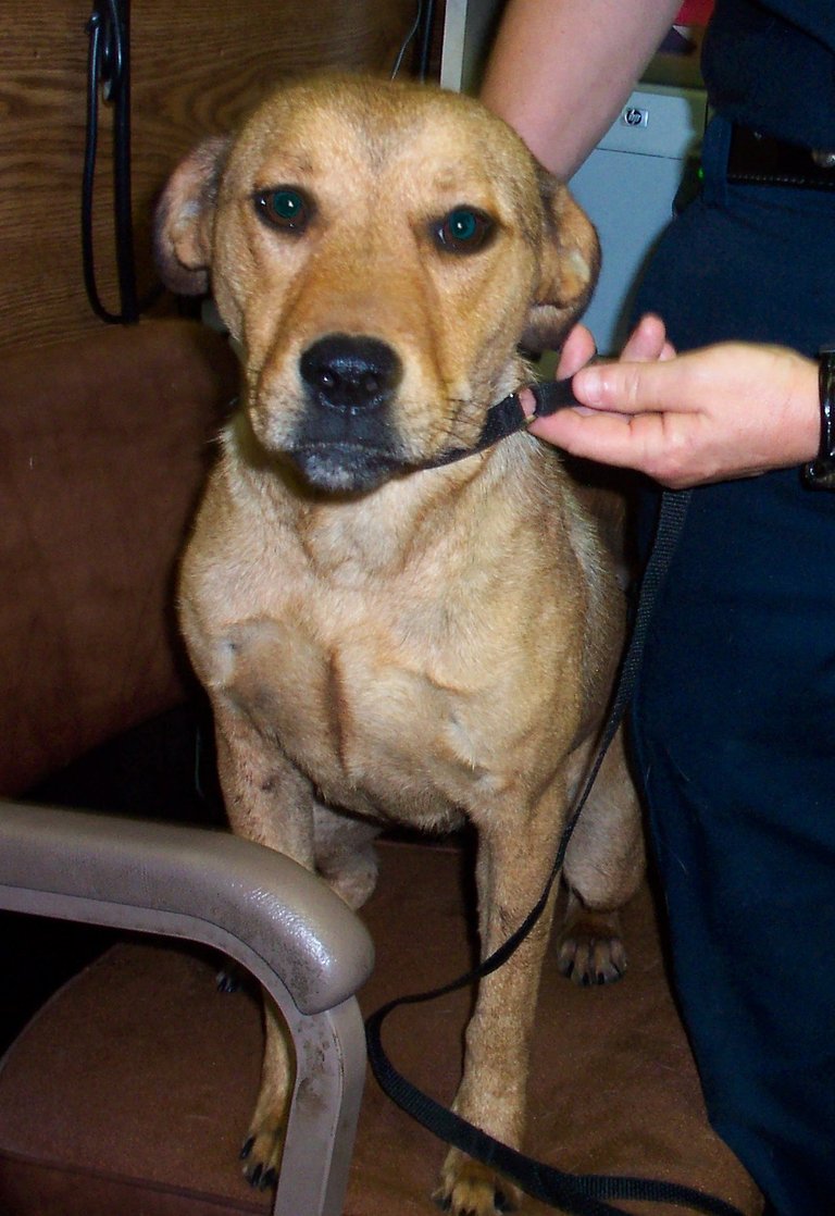 Other Photos of thie Dog