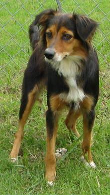 Other Photos of thie Dog