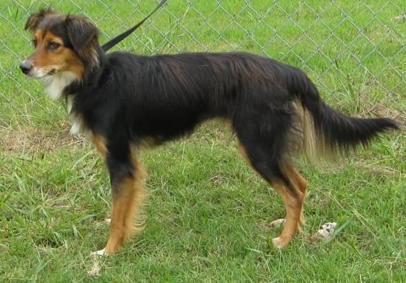 Other Photos of thie Dog