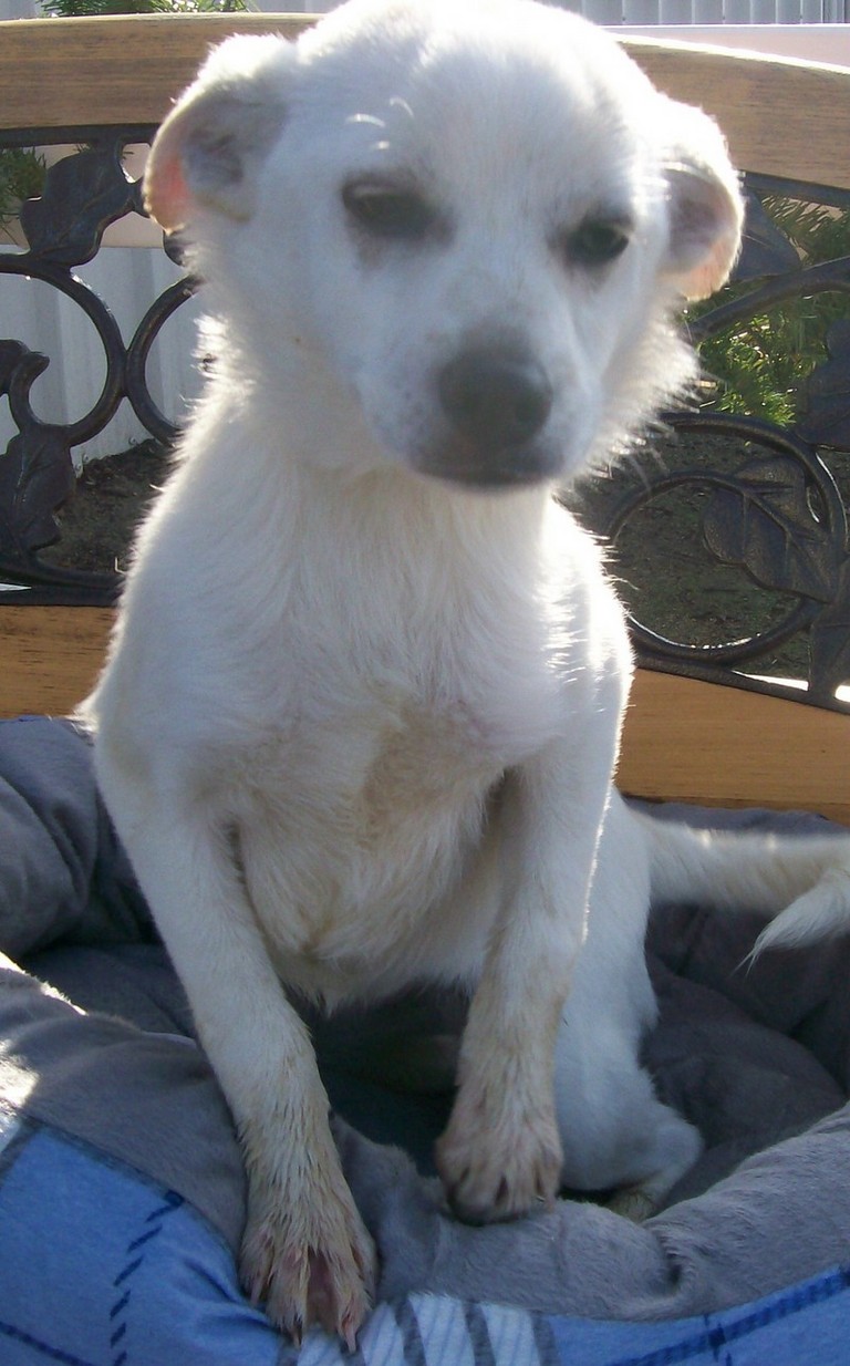 Other Photos of thie Dog