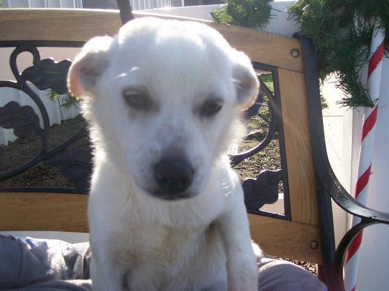 Other Photos of thie Dog