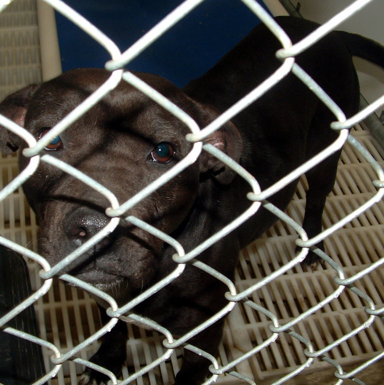 Other Photos of thie Dog