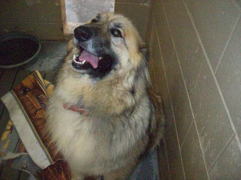 Other Photos of thie Dog