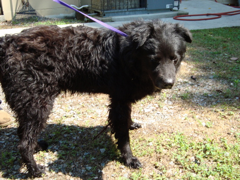 Other Photos of thie Dog