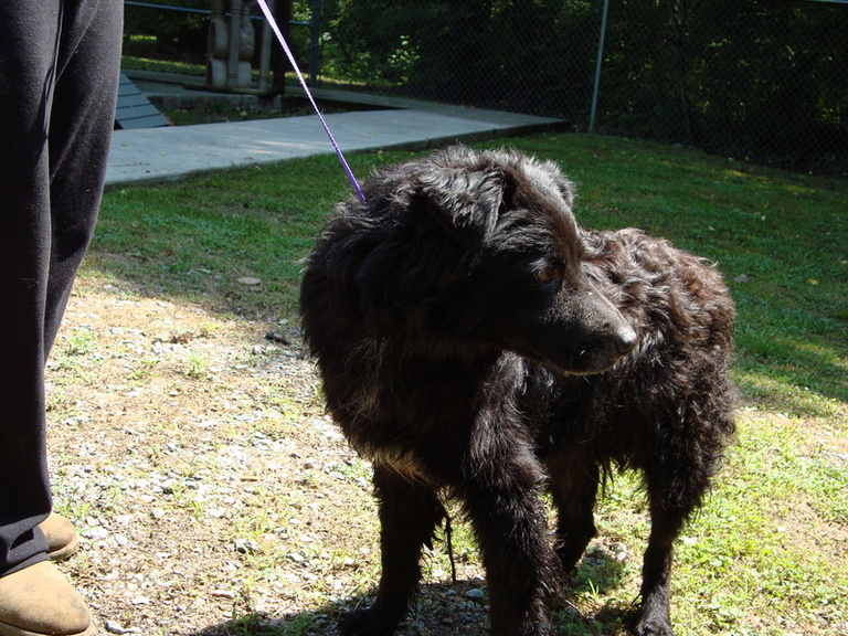 Other Photos of thie Dog