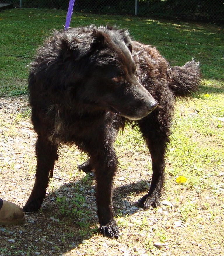 Other Photos of thie Dog